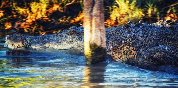 crocodile lurking in a muddy pond full of green moss. mary river